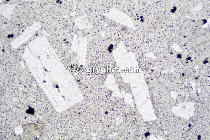 Trachyte LPNA x6,3 - gryphea.org